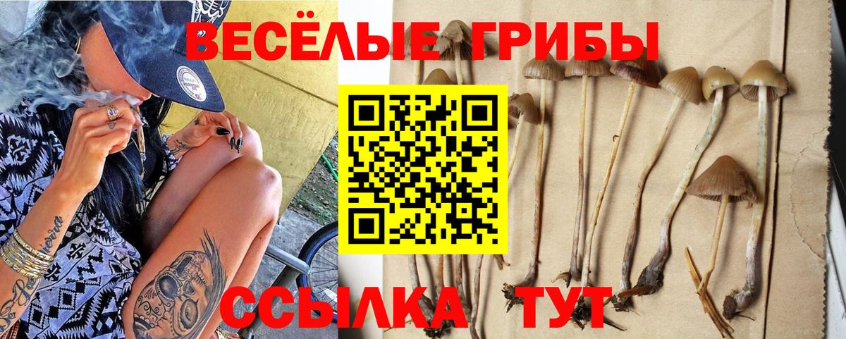 Камышин  Псилоцибиновые грибы Psilocybe  Вход с VPN 